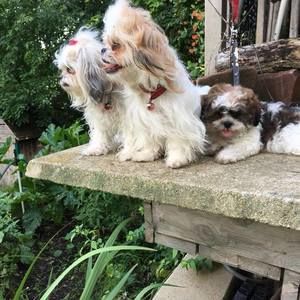 Meet your Posher, Spomenka